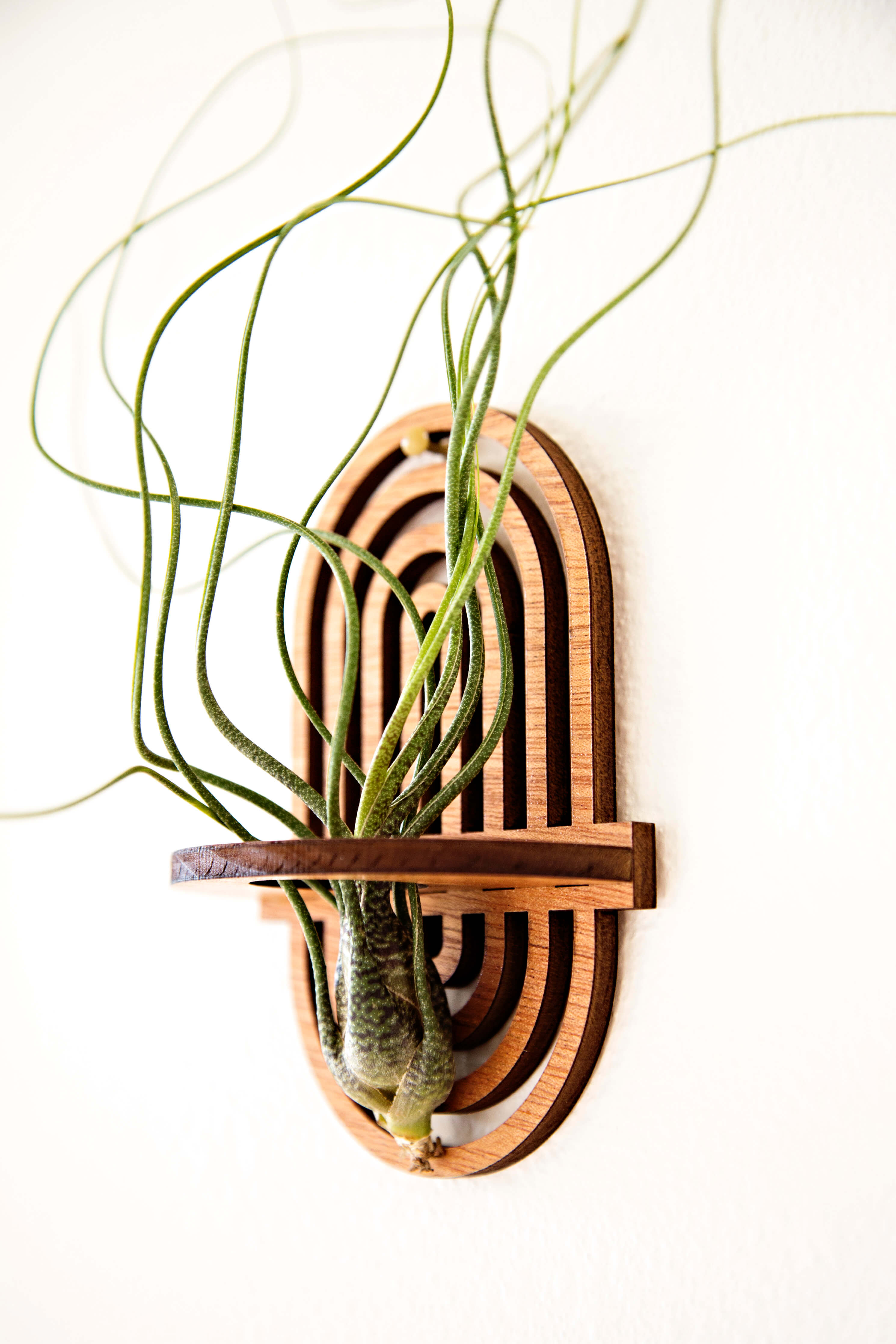 air plant holders uk Air Plant Holders – Air Blush