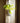 Golden Hour Large Paperclip Suncatcher Plant Hanger