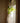 Floating Chandelier Suncatcher Plant Hanger in Gold