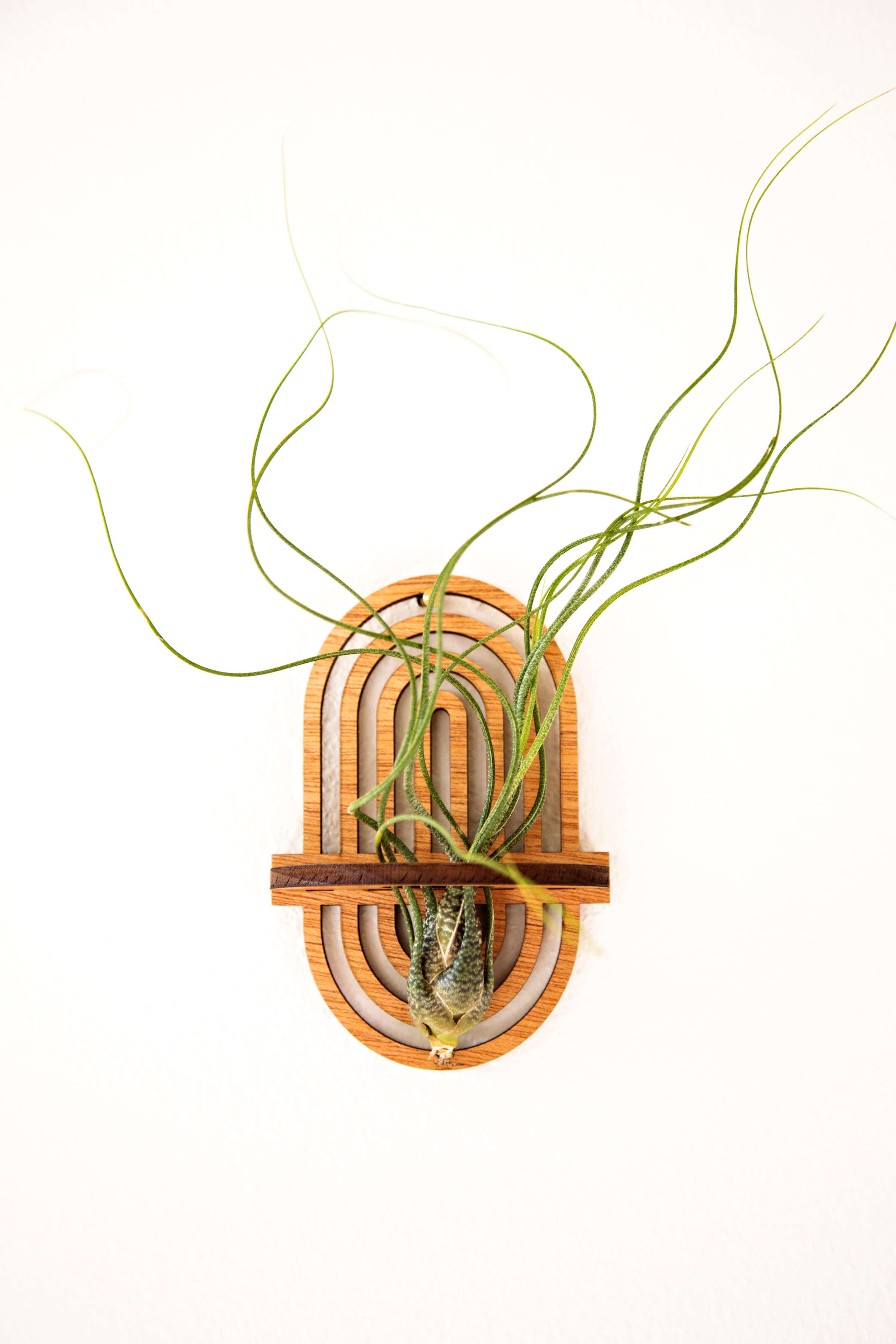zombie air plant holder Air Plant Holders – Air Blush
