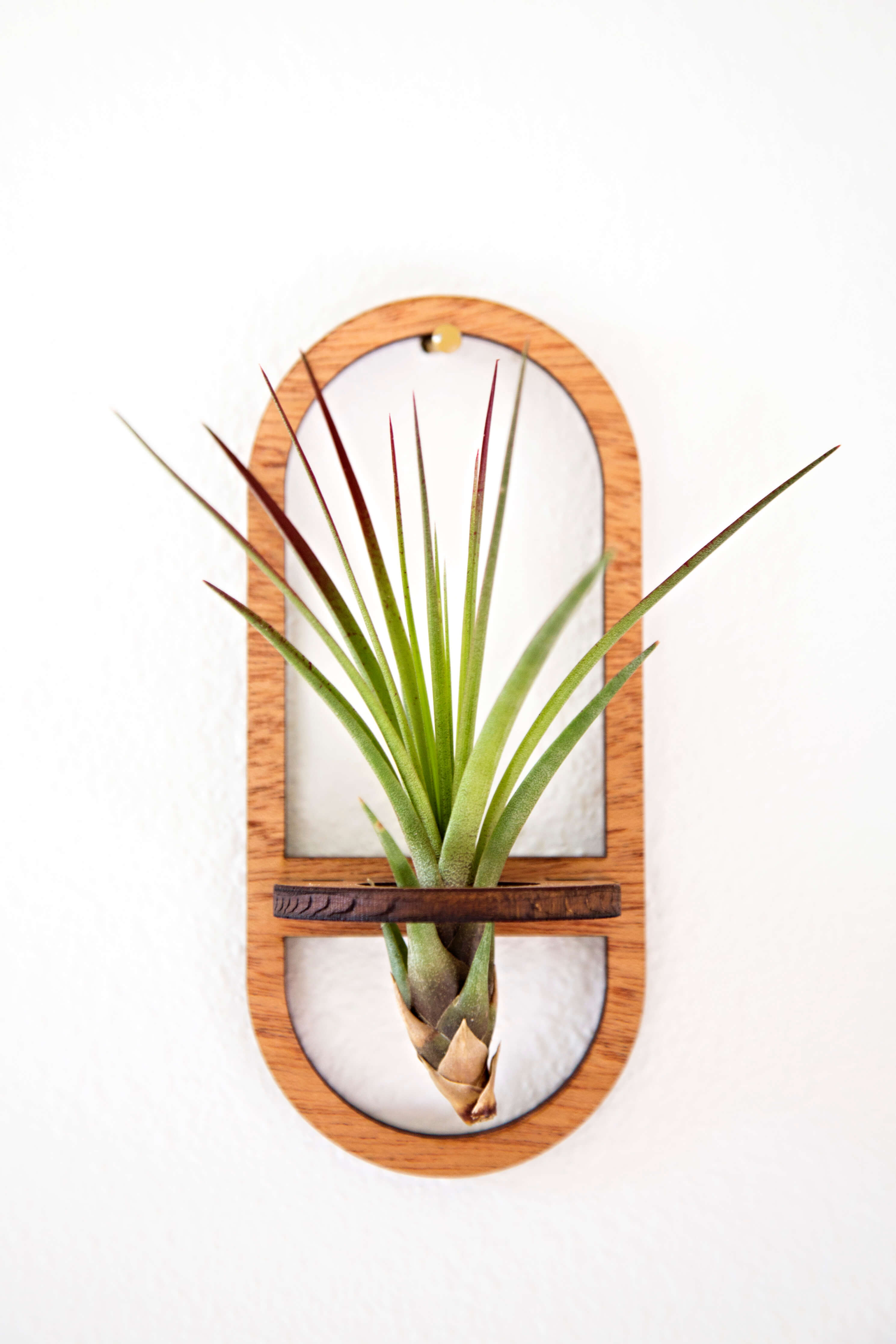 air plant holders amazon Air Plant Holders – Air Blush