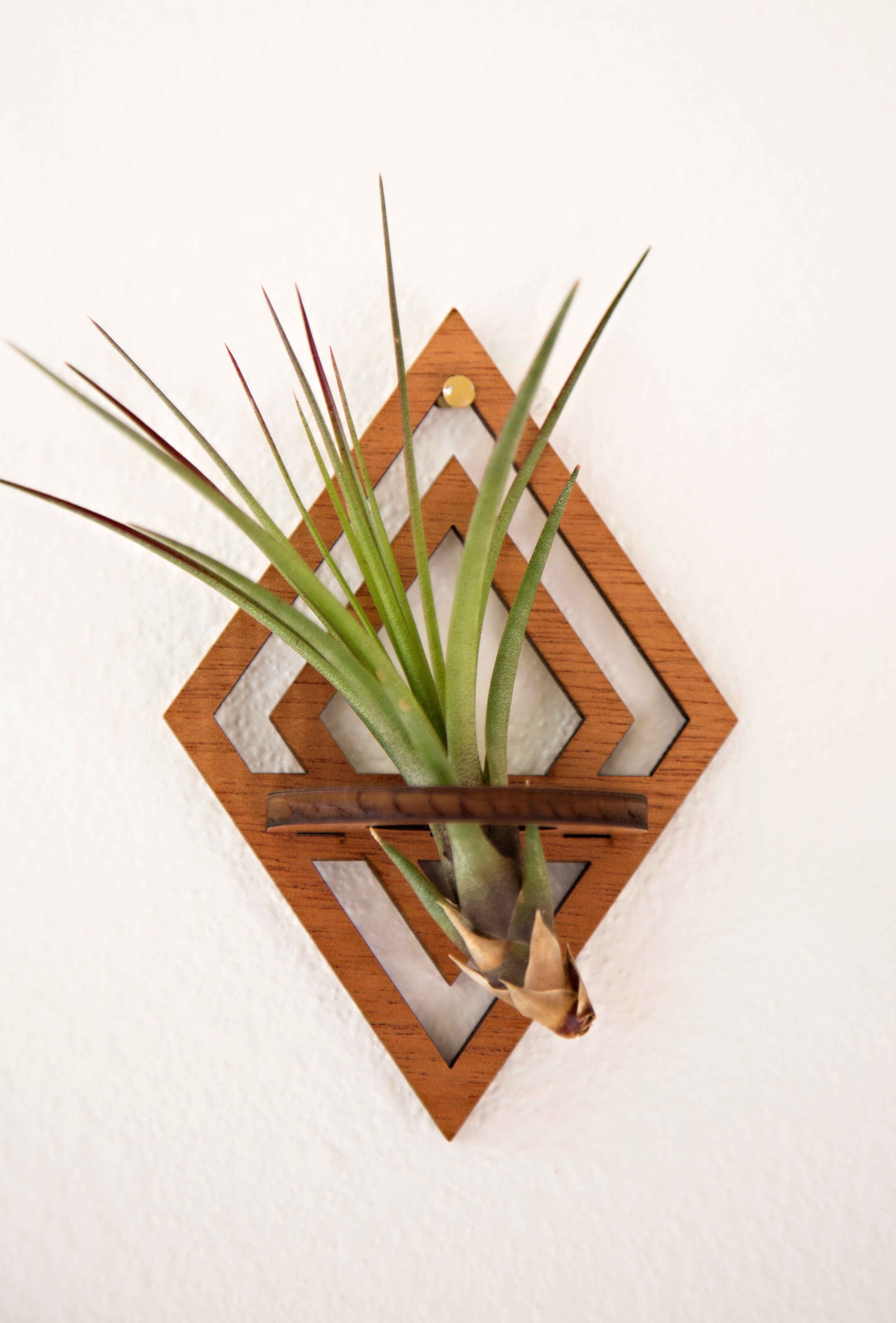 wall mounted air plant holder Air Plant Holders – Air Blush