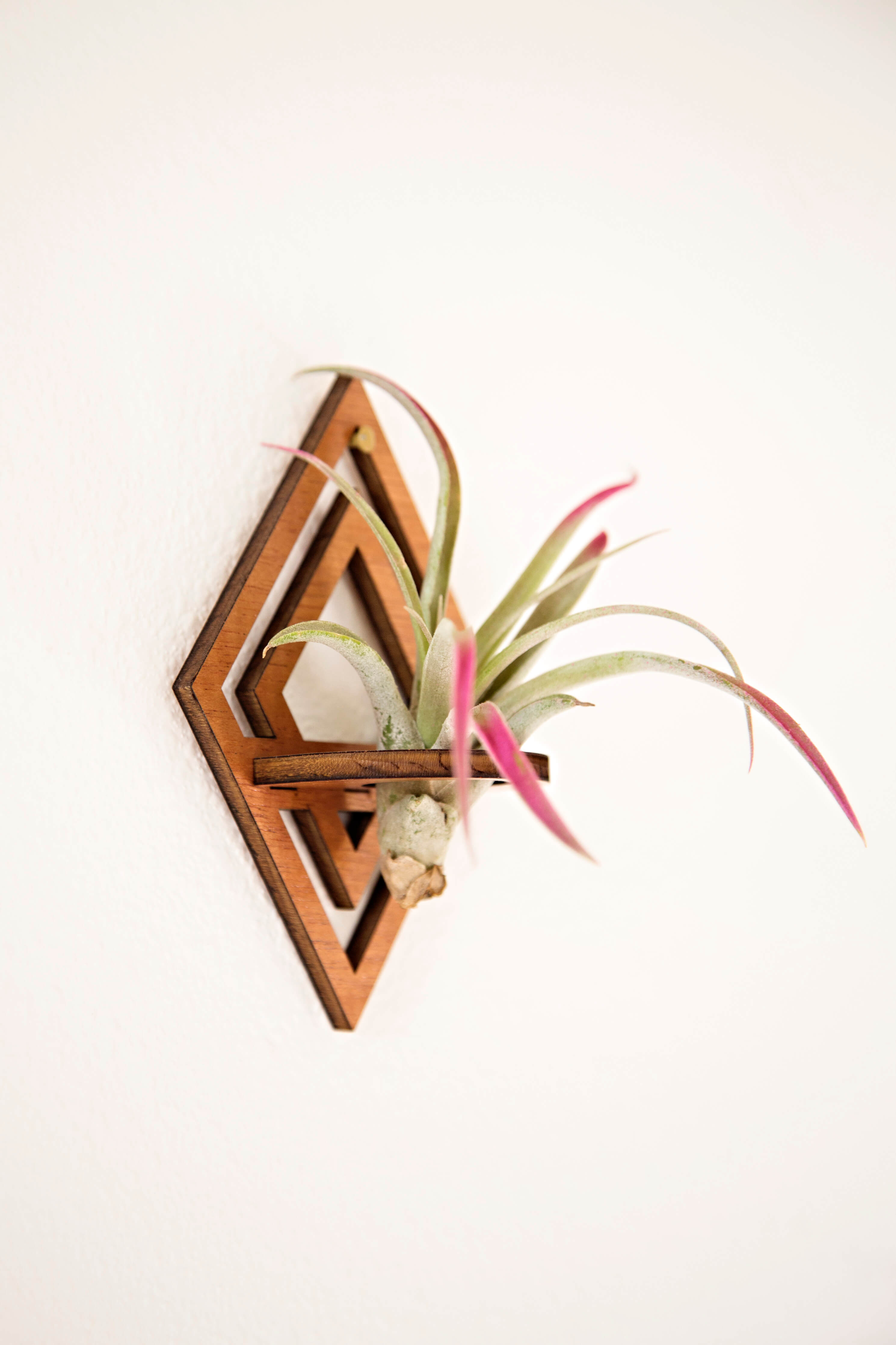 squirrel air plant holder Air Plant Holders – Air Blush