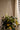 A hanging plant with glossy green and yellow variegated leaves suspended by clear glass bead strands, set against a warm beige wall with sunlight and shadow patterns and a white curtain on the right.