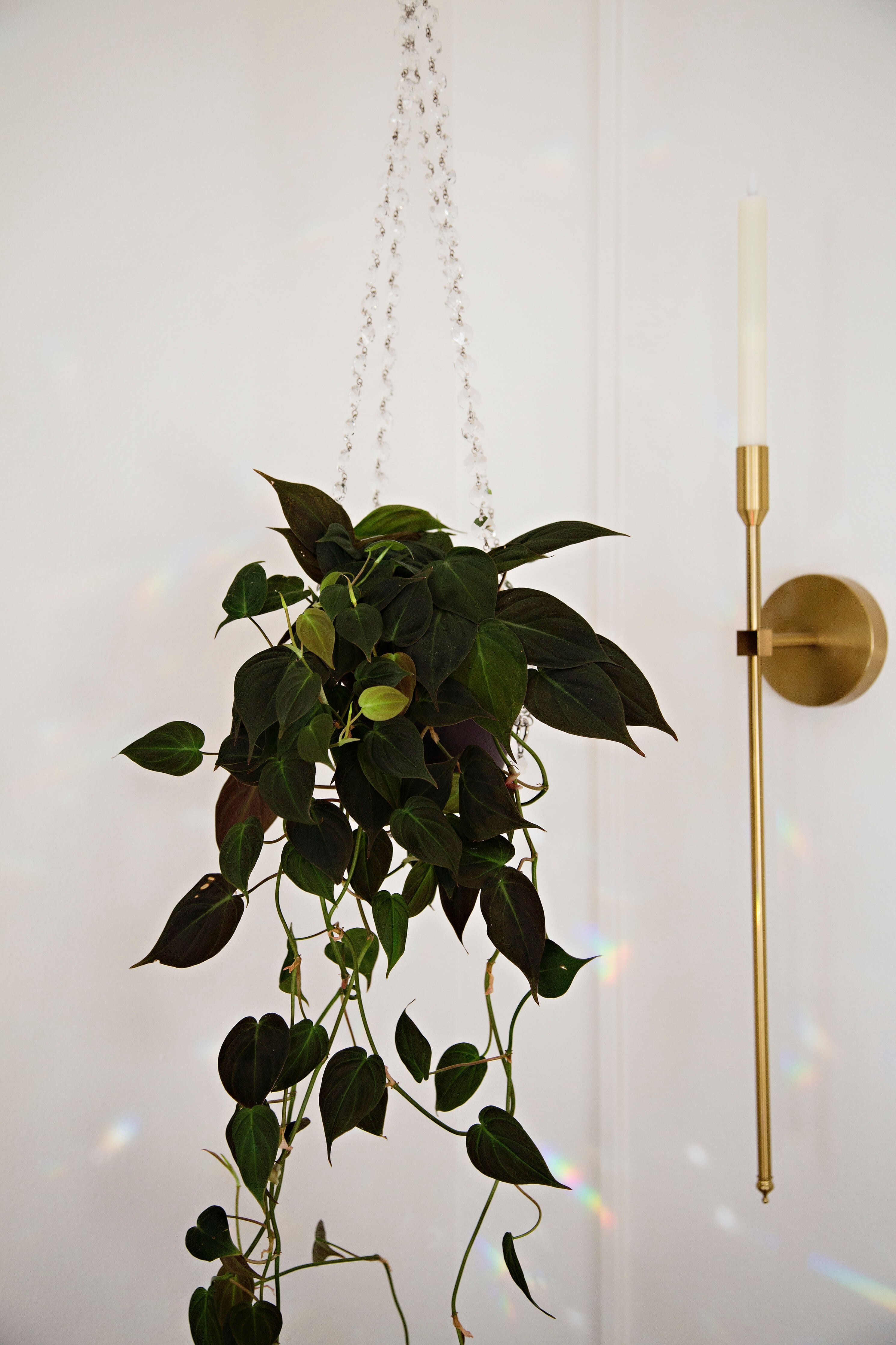 air plant chandelier ✨Suncatcher Crystal Plant Hanger